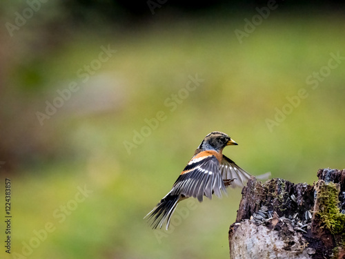 Bergfink (Fringilla montifringilla) photo