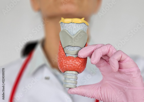 Obraz na plátne Female doctor holding anatomical model thyroid gland