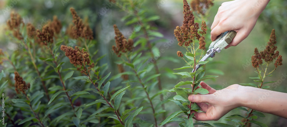 Bush (spirea) cutting or trimming with secateur in the garden