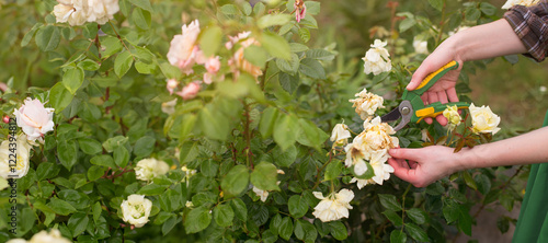 Girl prune the bush (rose) with secateurs in the garden in sun summer day. Cuting the dry rose flowers. Hand of the woman closeup.