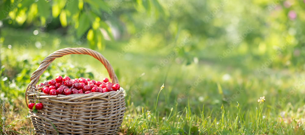 Full basket of ripe and fresh red sweet cherries