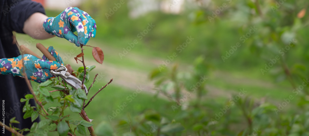 Girl cuts the dry bush branches rose with secateurs in the garden in spring. Hands of the woman closeup.