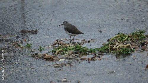 A Green Sandpiper, Tringa ochropus, feeding in a shallow stream on stormy day in winter.