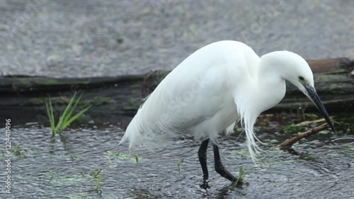 A Little Egret, Egretta garzetta, feeding in a stream on a stormy winters day.