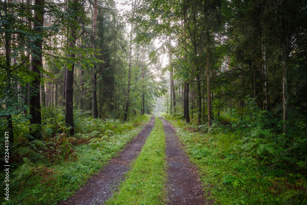 Fototapeta premium leśna droga wśród drzew i zieleni