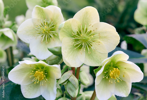 Christmas Rose (Helleborus Niger,  black hellebore) flowers close-up. winter-blooming evergreen perennial. early spring flowers. spring floral background.