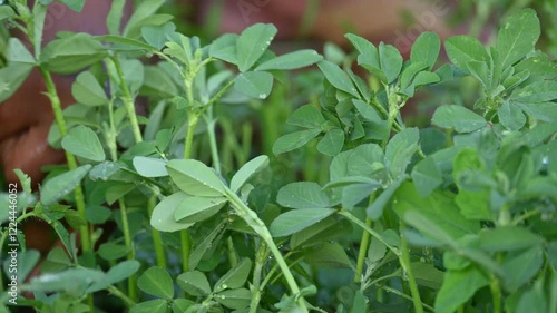 Wallpaper Mural Fenugreek plant in vegetable garden. It is a most popular Greens and vegetable.
Its leaves and seeds are common ingredients in dishes from the Indian subcontinent. Trigonella foenum graecum.
 Torontodigital.ca