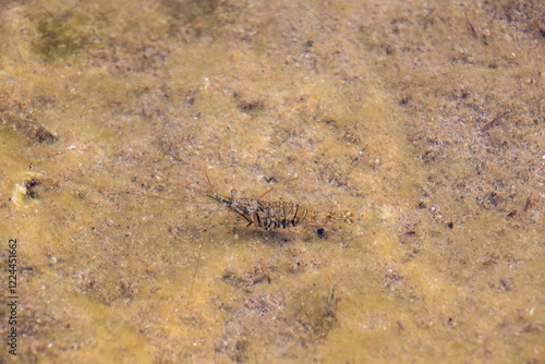 Palaemon: Aquatic Creature in the Wild photo