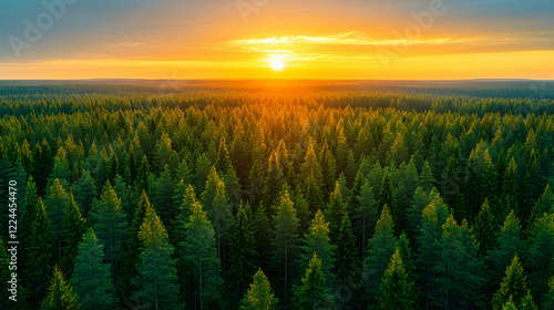 Aerial sunset view over vast pine forest