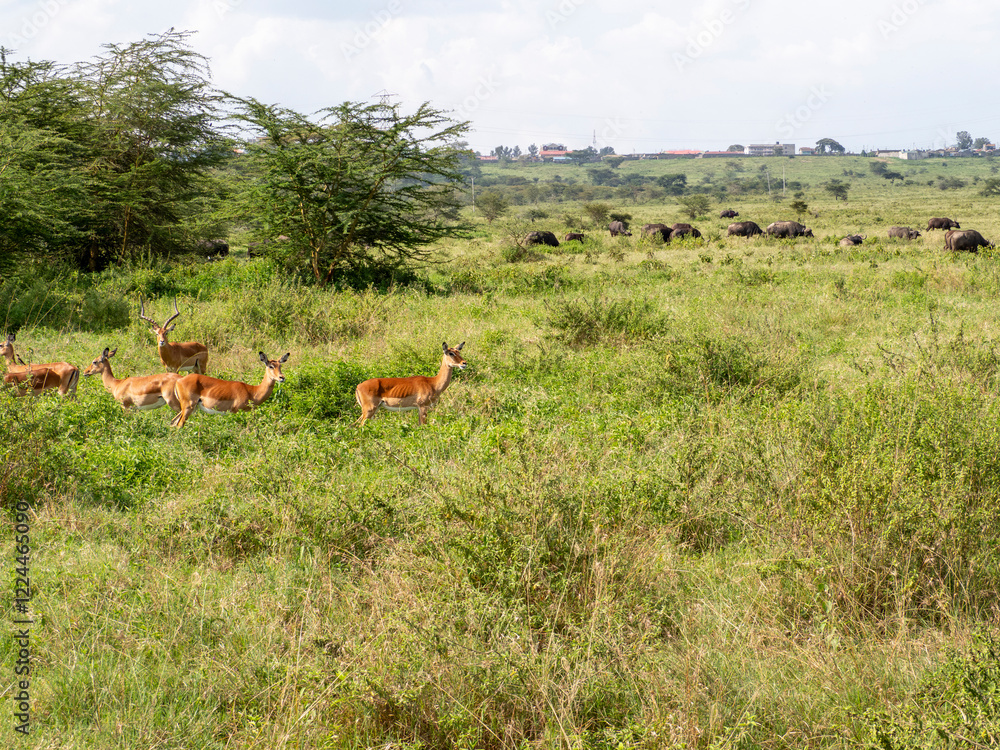 Fototapeta premium herd of deer