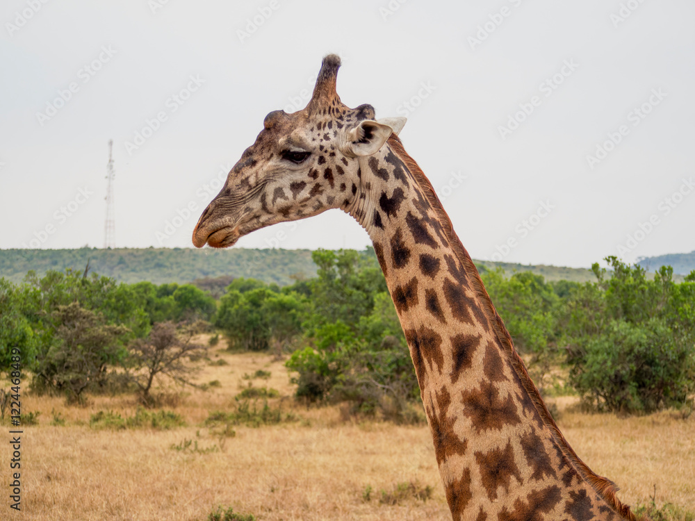 Obraz premium giraffe in kruger park, south africa