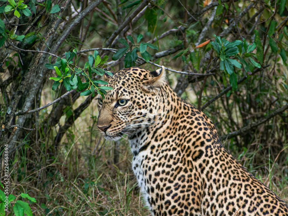 cheetah in the savannah cheetah in the savannah