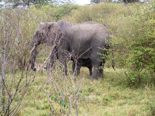 Photography elephants in the savannah of zimbabwe