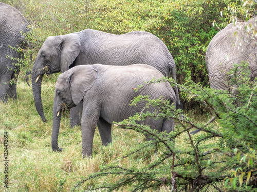 Photography elephants in the savannah of zimbabwe