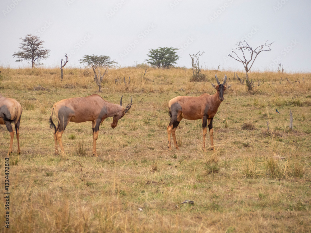 Safari in Kenya. Photographic safari in Serengeti, in The Savannah, Serengeti Tanzania National Park Safari in Kenya. Photographic safari in Serengeti, in The Savannah, Serengeti Tanzania National Park