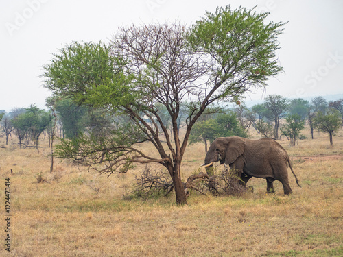 Canvas Print elephants in the savannah