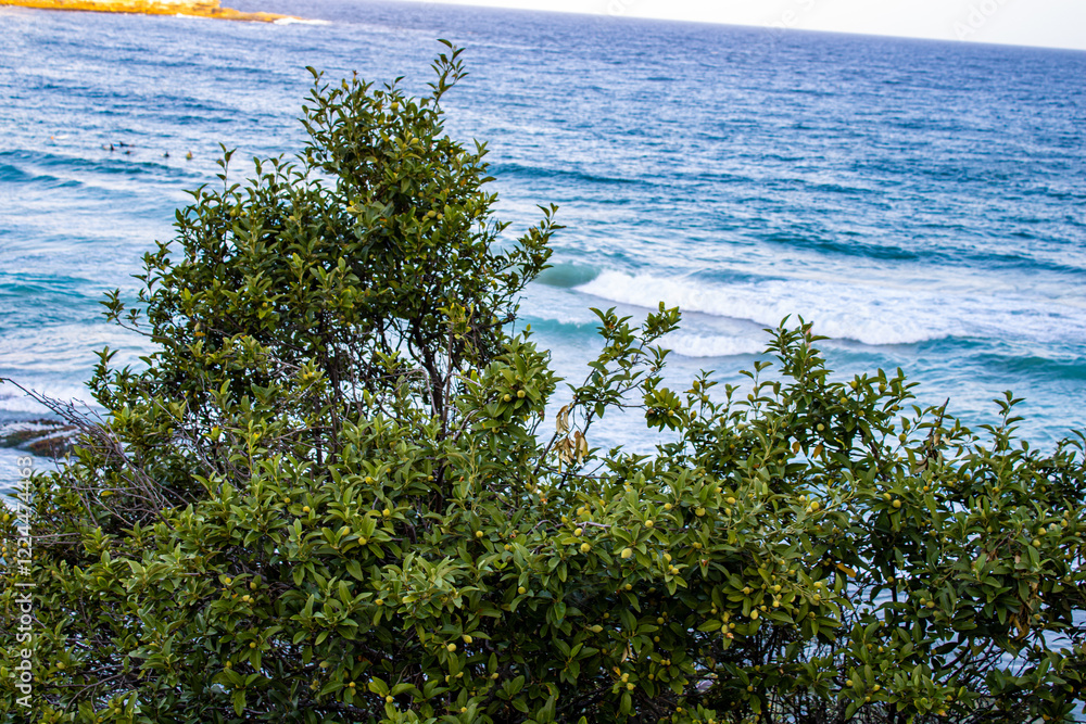 Stunning photo of a lush green tree with vibrant leaves, perfectly framed against the serene blue waters of Bondi Beach. Captures nature's beauty and tranquility in a coastal paradise. Stunning photo of a lush green tree with vibrant leaves, perfectly framed against the serene blue waters of Bondi Beach. Captures nature's beauty and tranquility in a coastal paradise.