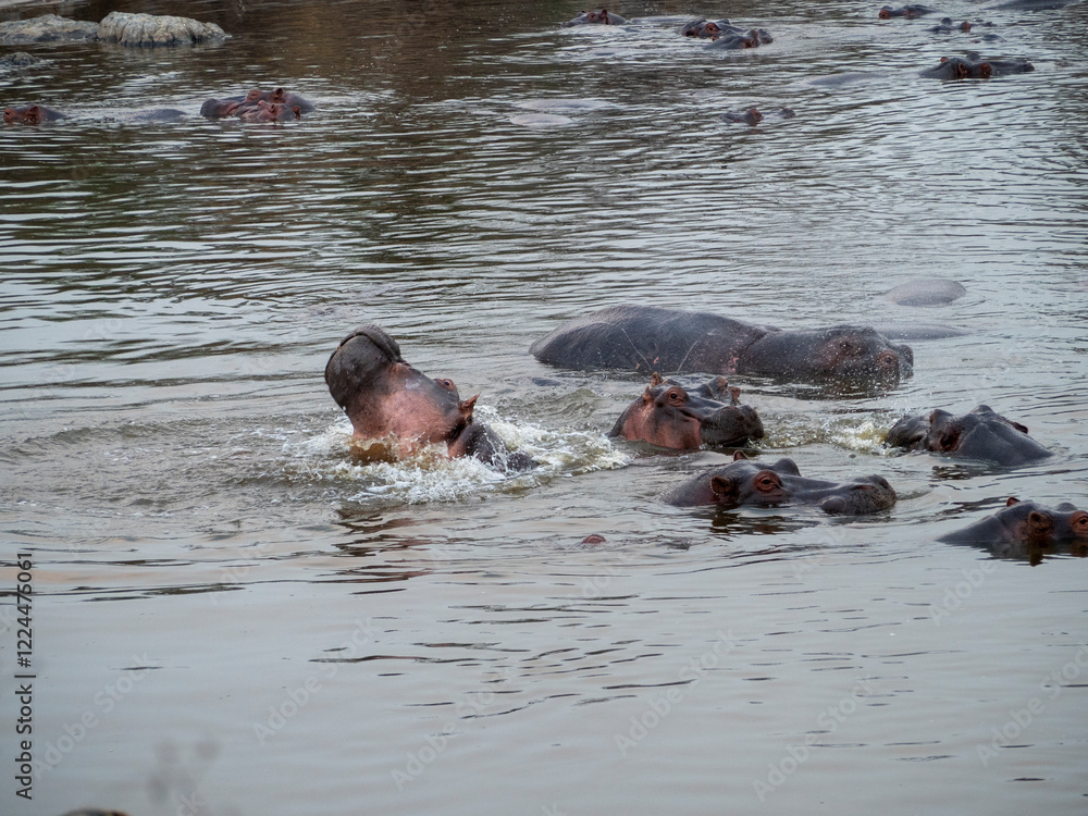 Fototapeta premium hippopotamus in the water in the lake of hippopotamus amphibian, bius river, kenya