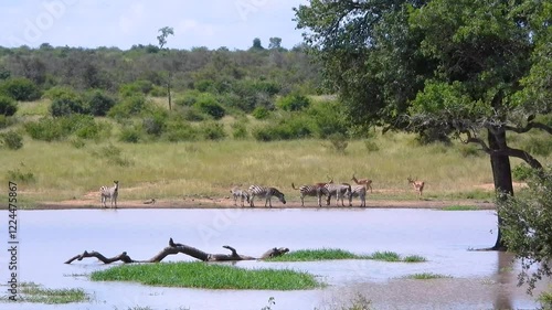 Group of zebras and antelopes gathered near a waterhole in Kruger National Park. surrounded by lush greenery and wildlife