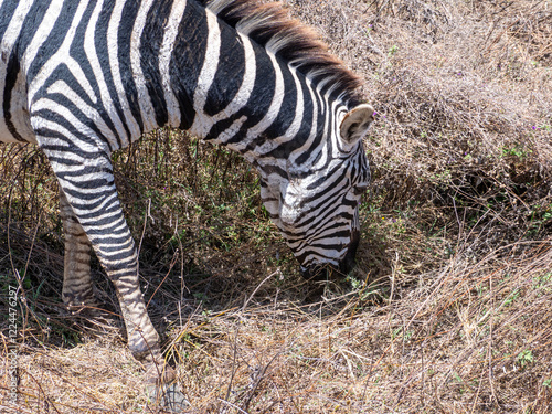 zebras and zebras in the african savanna