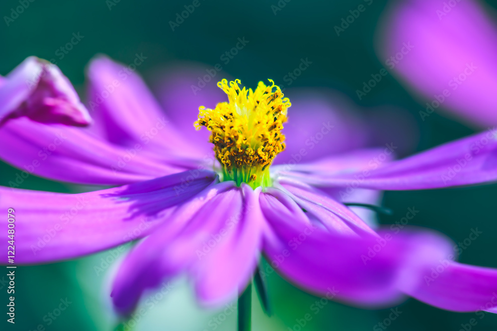 Flower Series : Macro shot of pink cosmos flower Flower Series : Macro shot of pink cosmos flower