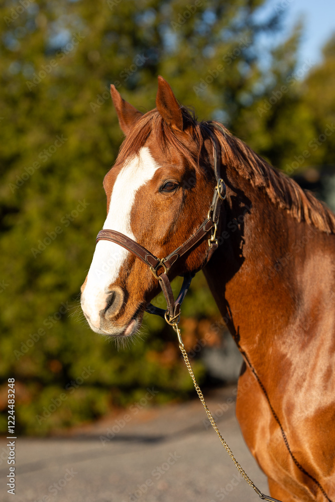 Obraz premium https://www.juliochang.com