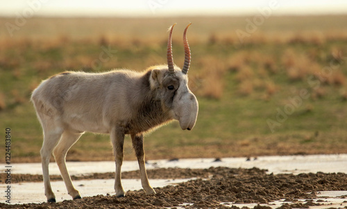 Saiga in winter in a winter coat at a watering hole in the steppe of Kalmykia in the wild