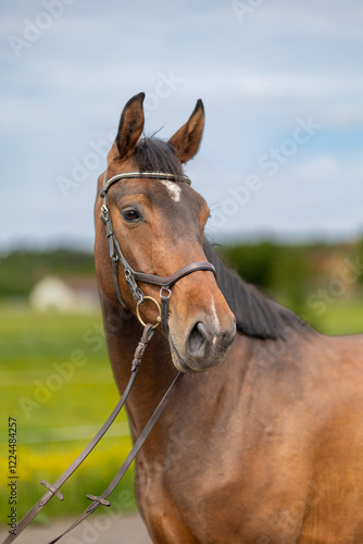 portrait of a horse 