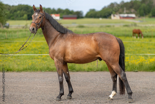 horse in the field