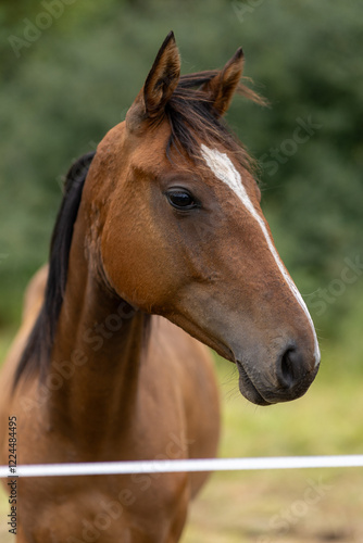portrait of a horse