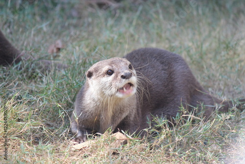 otter on the tree