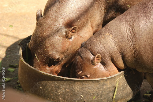 hippopotamus in zoo