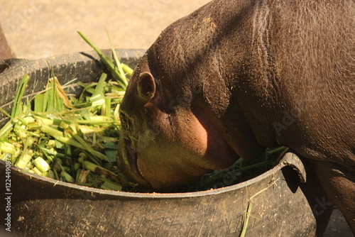 Mhuduang the Pygmy hippopotamus in khonkaen zoo