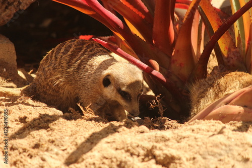 meerkat on the ground