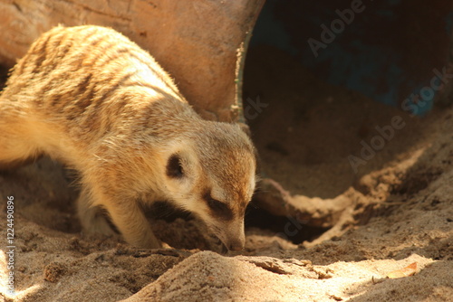 meerkat finding something