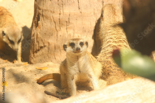 meerkat on a rock