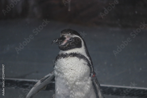penguin on a rock