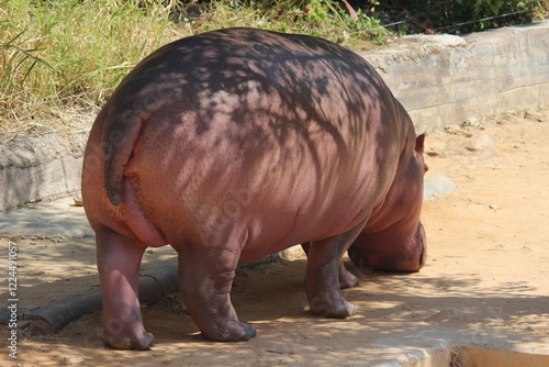 hippopotamus in zoo
