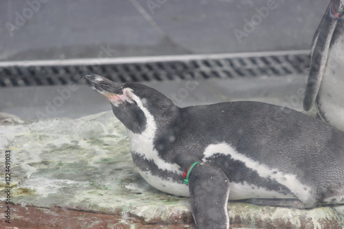 penguin in zoo
