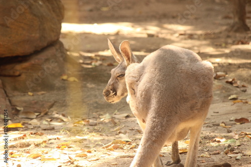 kangaroo in the zoo