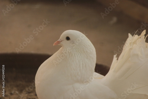 Siamese White Pigeon