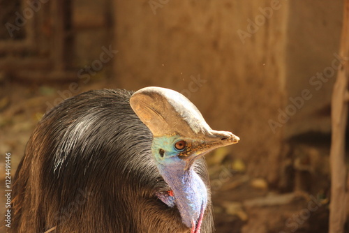 close up of a Cassowary bird