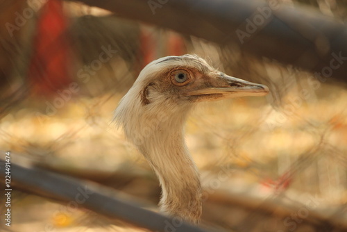 close up of a ostrich
