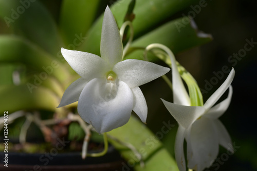 アングレクム・レオニス　ランの花 photo