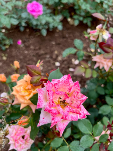 Rose1 photo