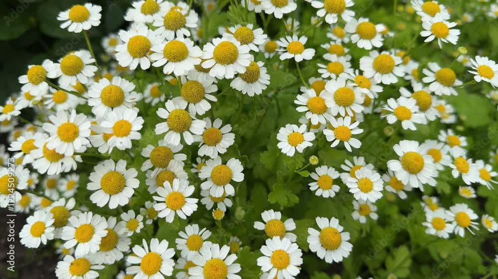 small white daisies on a flowerbed in the park, summer flowers
small white daisies on a flowerbed in the park, summer flowers