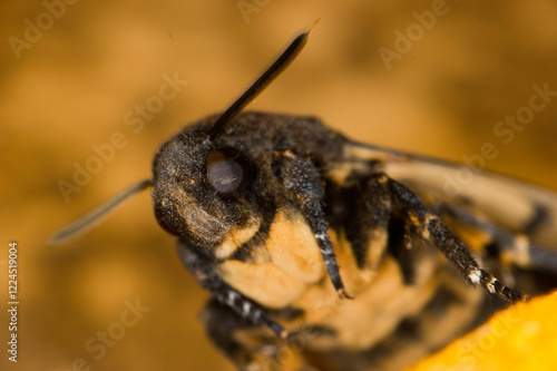 Death's-head Hawkmoth (Acherontia atropos) photo