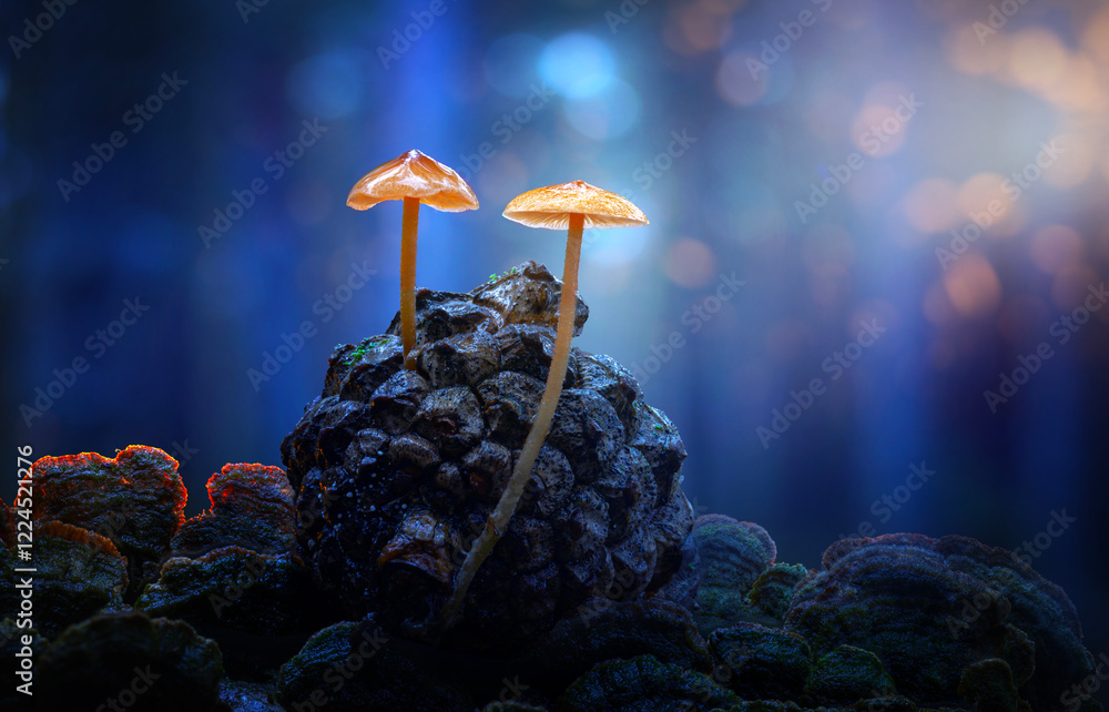 Φωτογραφία A nature photo featuring mushrooms, one of the most wonderful creatures in the world