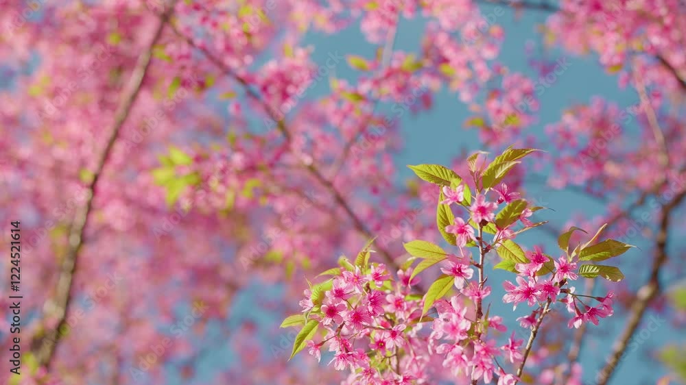 Beautiful Prunus cerasoides tree, also known as the Thai cherry blossom, in full bloom with delicate pink flowers covering its branches. Prunus cerasoides, commonly known as the wild Himalayan cherry Beautiful Prunus cerasoides tree, also known as the Thai cherry blossom, in full bloom with delicate pink flowers covering its branches. Prunus cerasoides, commonly known as the wild Himalayan cherry