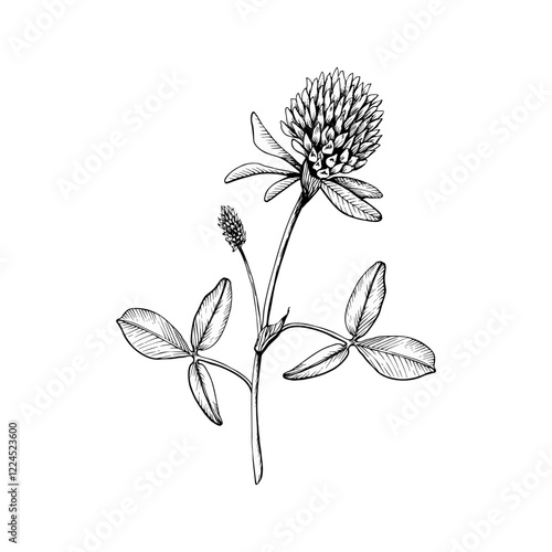 Wild flowering plant blooming clover. Hand drawn botanical vector illustration. Sketch painted by black inks line on white isolated background. For clipart, greeting card, package